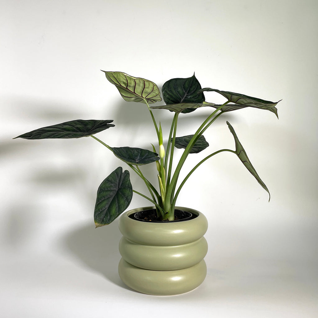 Alocasia baginda Dragon Scale in Avocado Green Mia Planter (0.35m)