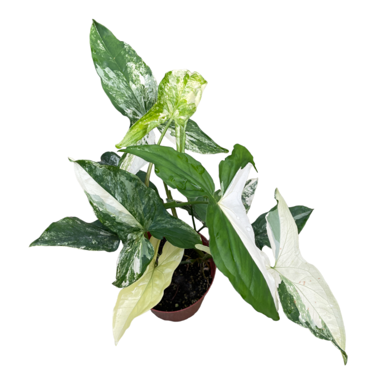 Syngonium Albo in Silky White Vibes Fold Coupe