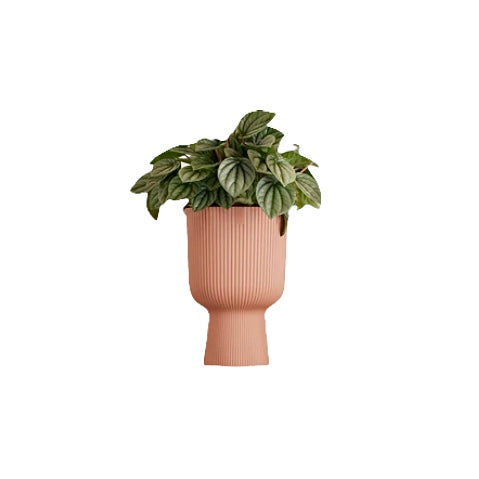 Watermelon Peperomia in Delicate Pink Vibes Fold Coupe (0.30m)