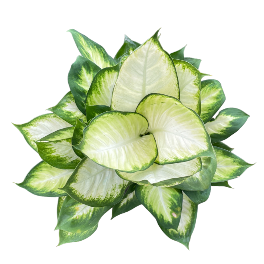 Dieffenbachia Mariana in White B For Original Round 18cm (0.5m)