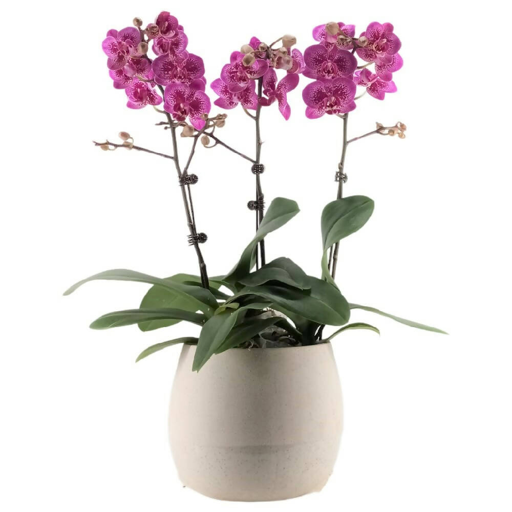 3 Mini Phalaenopsis in Pot