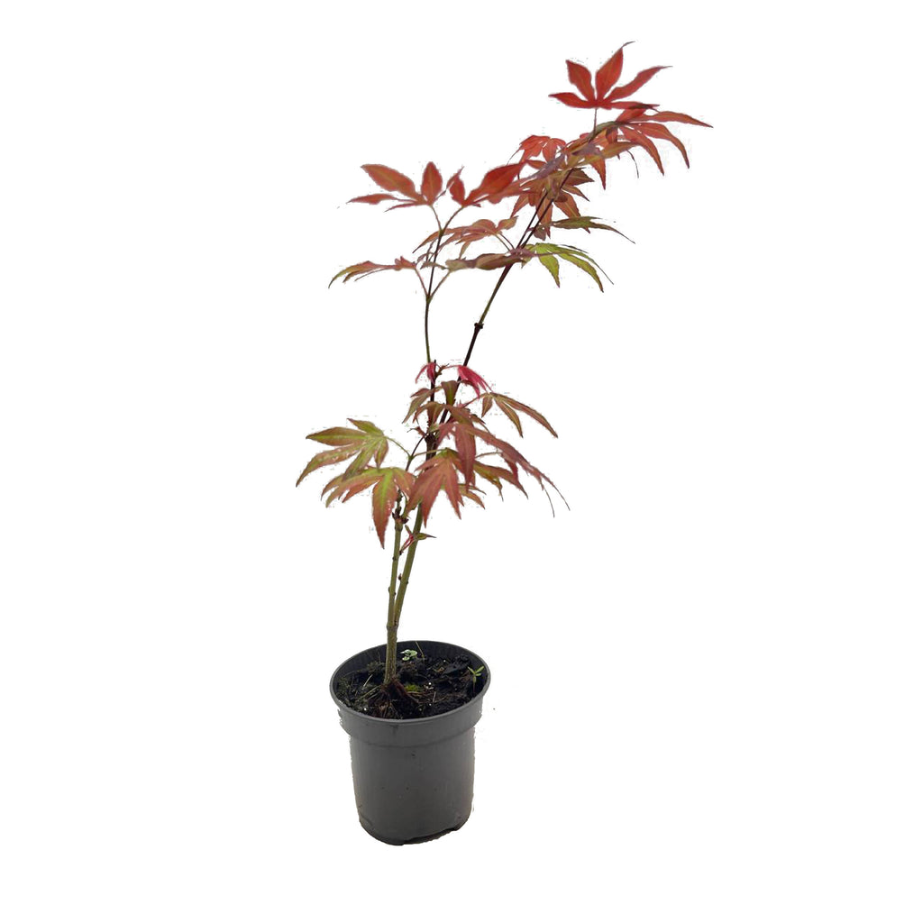 Acer palmatum, Japanese Maple (0.3m)