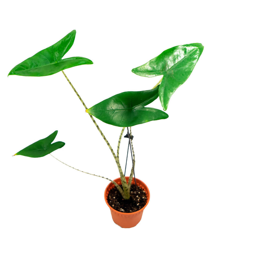 Alocasia Zebrina (0.6m)