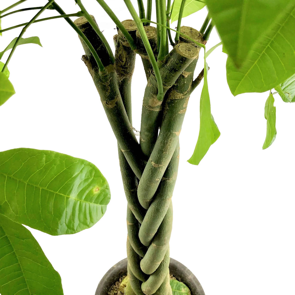 Money Tree, 发财树 in White B for Soft Round 35cm (1.5m)