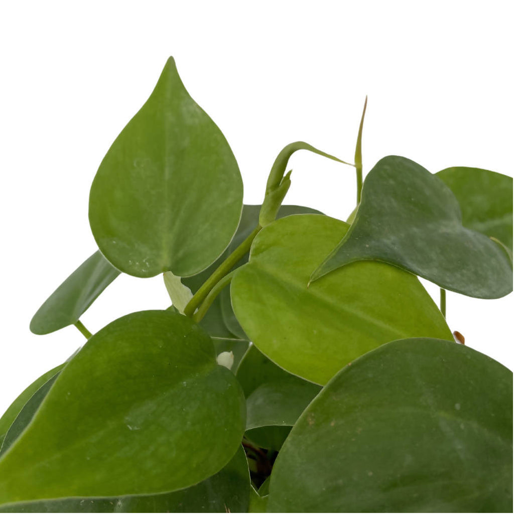 Philodendron scandens Green in Legrow USB Charging Dock Set