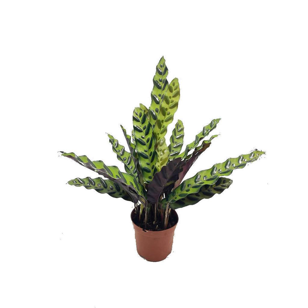 Calathea insignis, Rattlesnake Plant (0.40m)