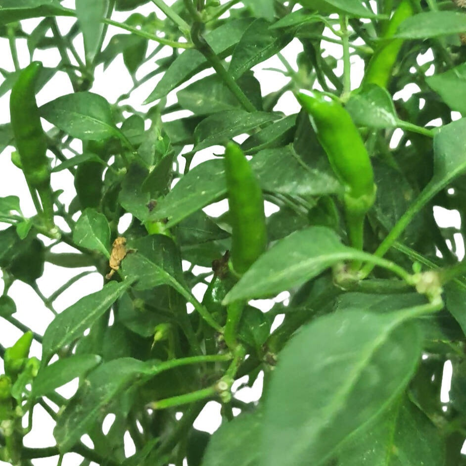 Capsicum frutescens, Chilli Padi (0.4m)