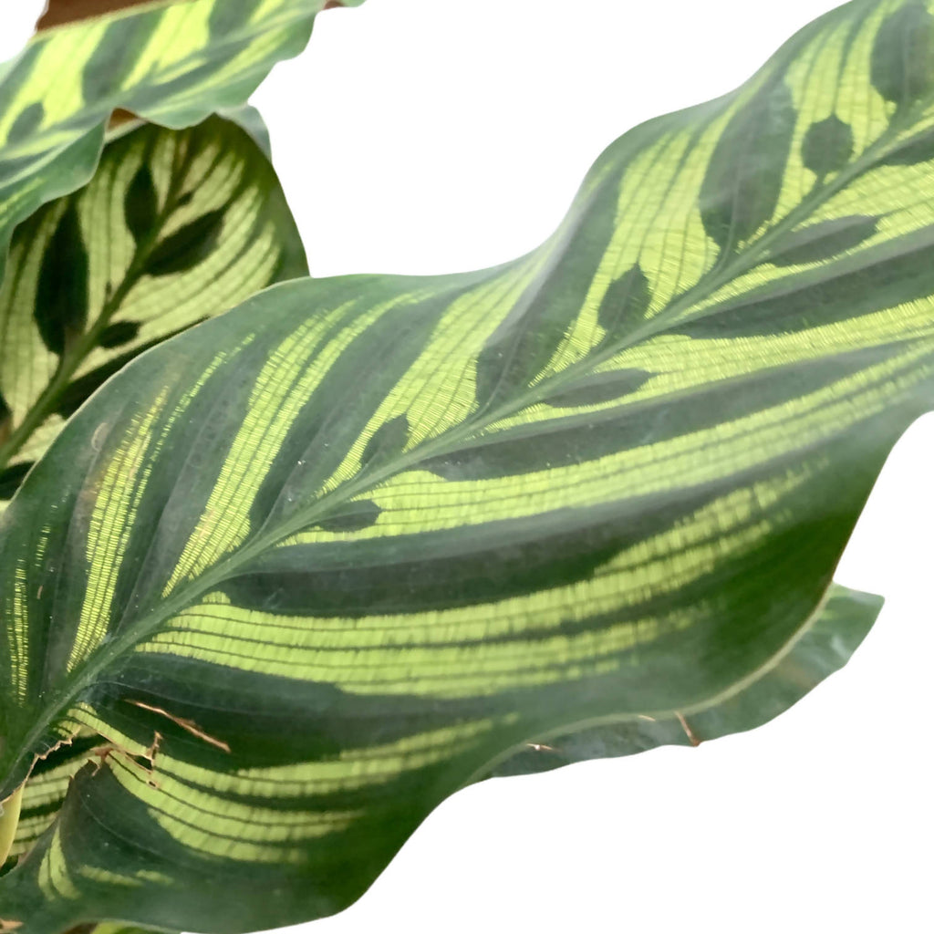 Calathea makoyana (0.4m)