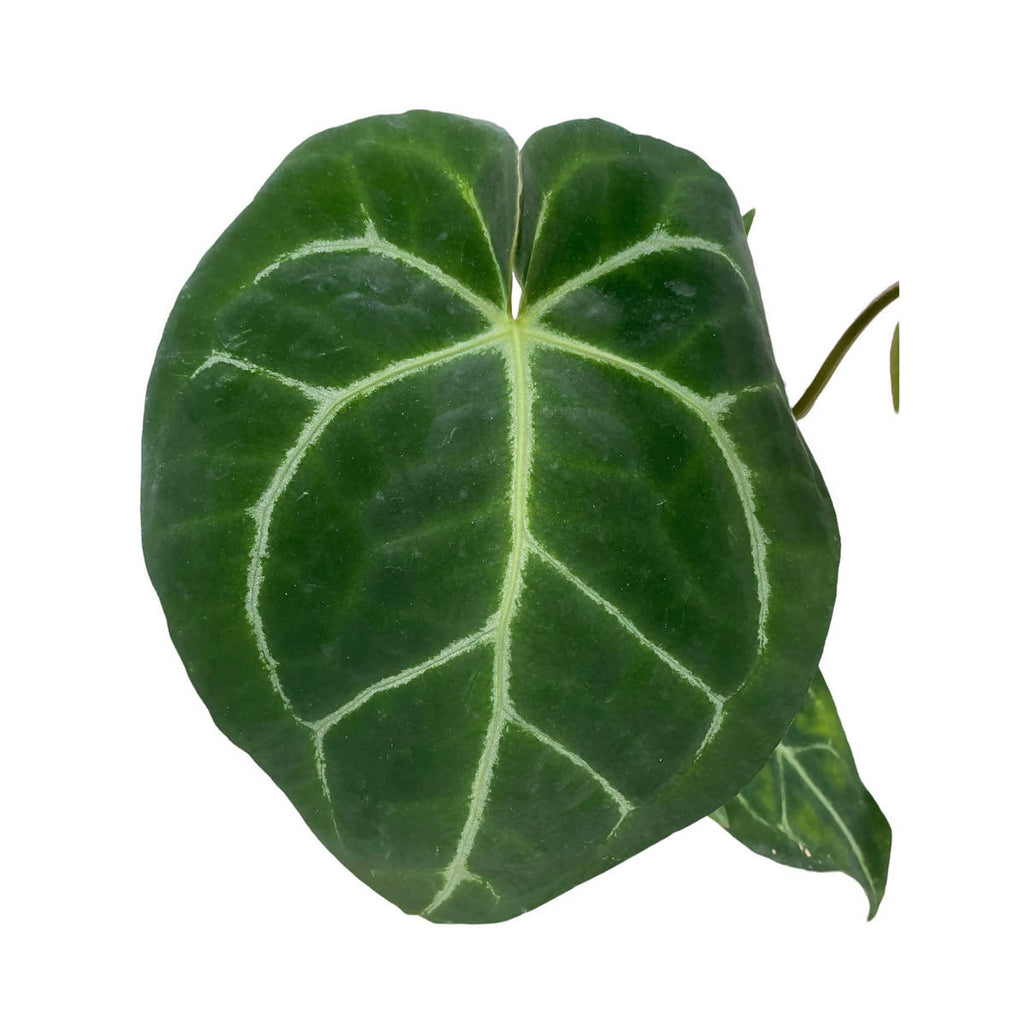 Anthurium Crystallinum (0.3m)