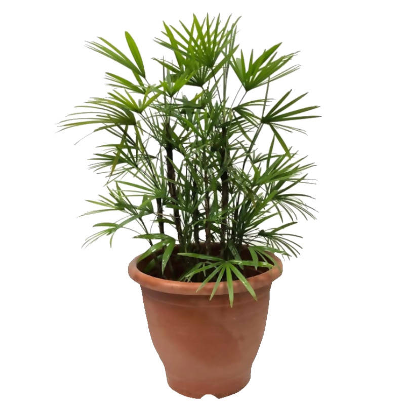 Rhapis multifida, Finger Lady Palm, Finger palm (0.8m)