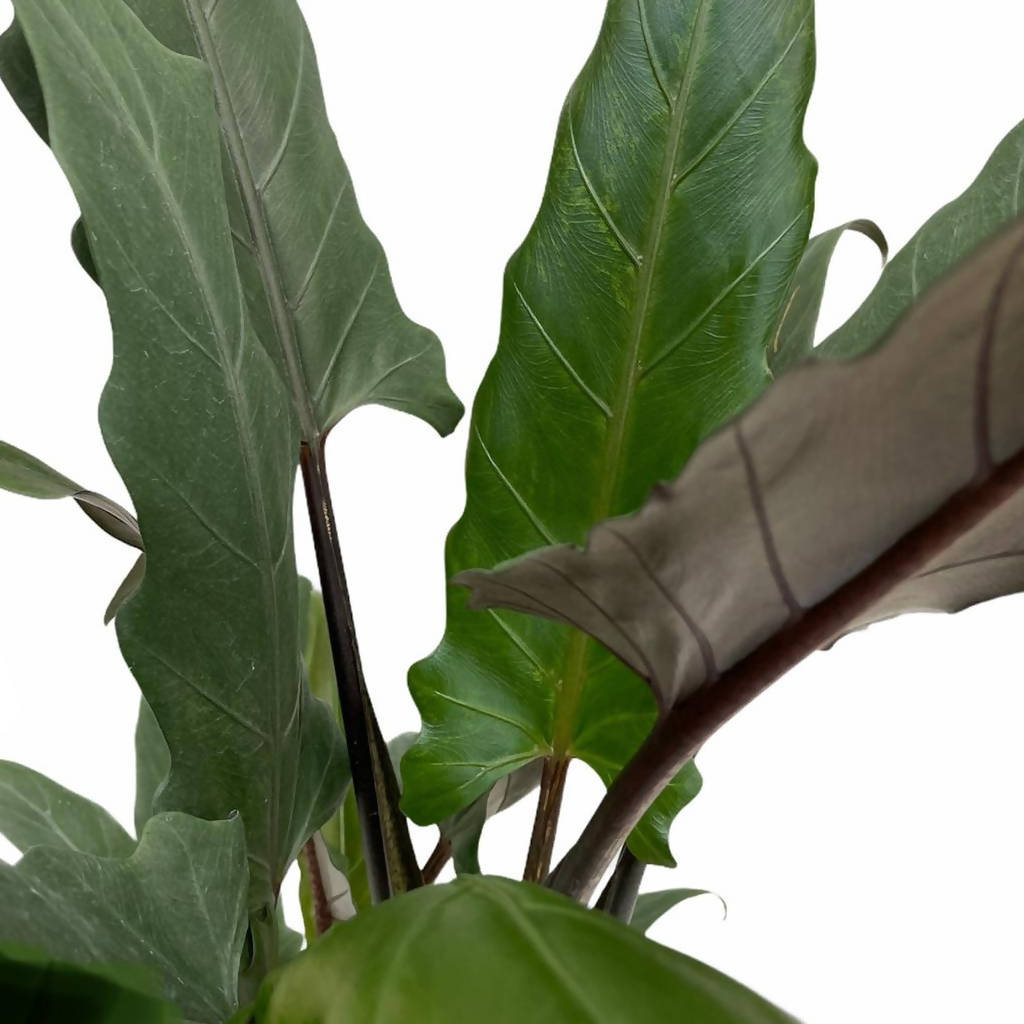 Alocasia lauterbachiana (0.8mH)