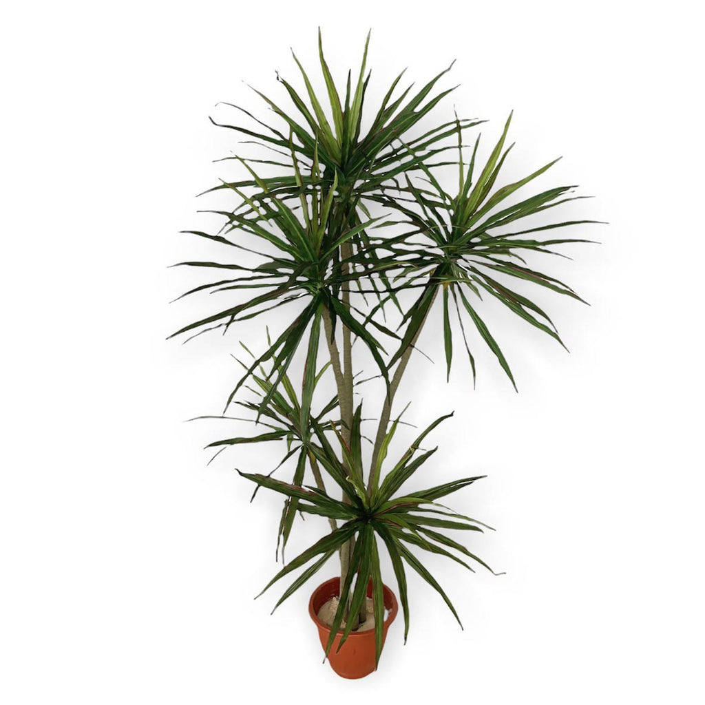 Artificial Dracaena Marginata Plant, with 5 Heads (1.8mH)