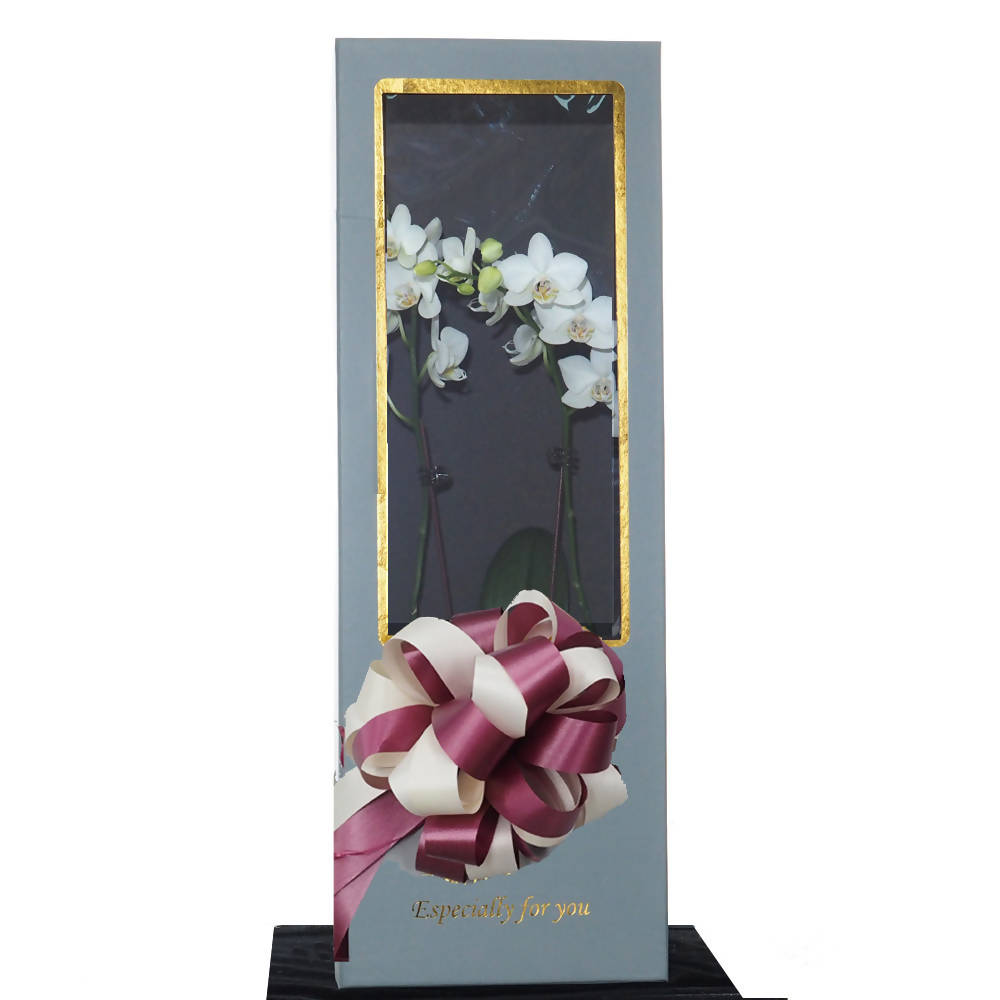 Phalaenopsis Gift Box A