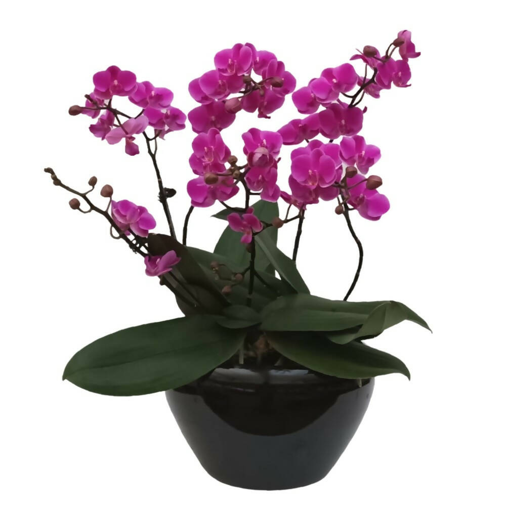 3 Mini Phalaenopsis in Pot