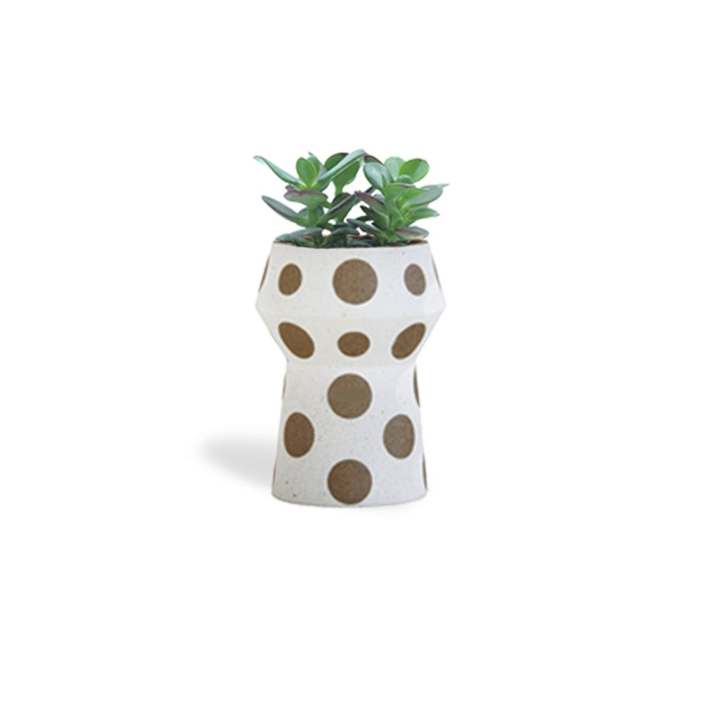 Crassula Ovata, Jade Plant in Wooken Polka Dot Planter (S)