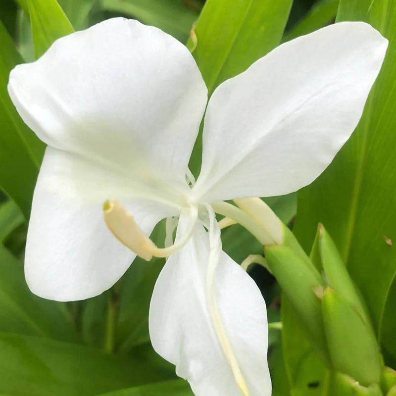 White best sale ginger lily