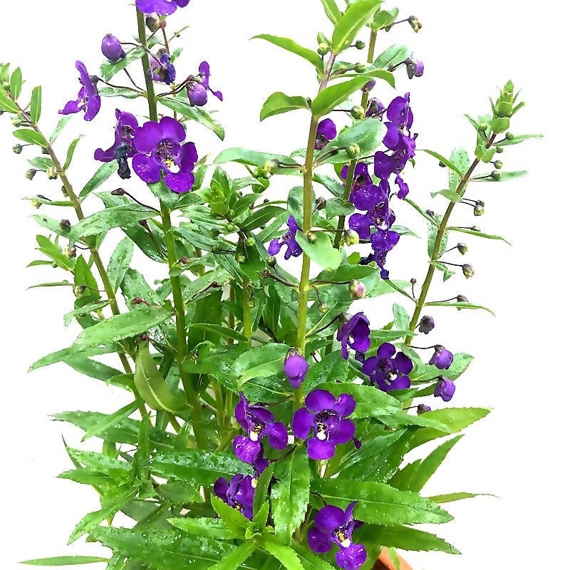 Angelonia a. ArcAngel Dark Purple (0.4m)