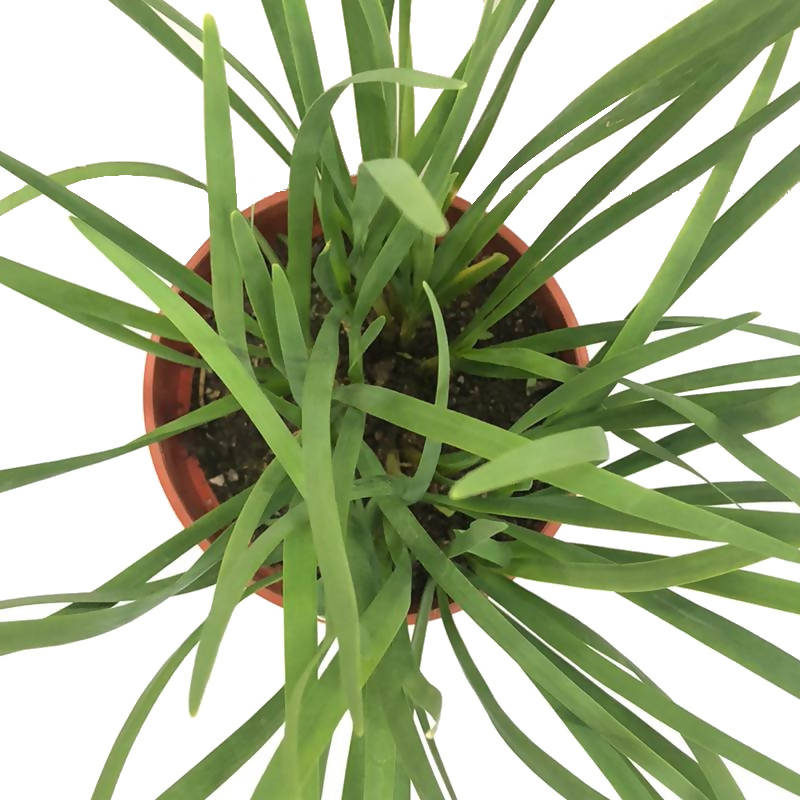 Allium tuberosum, Chinese Chives (0.3m)