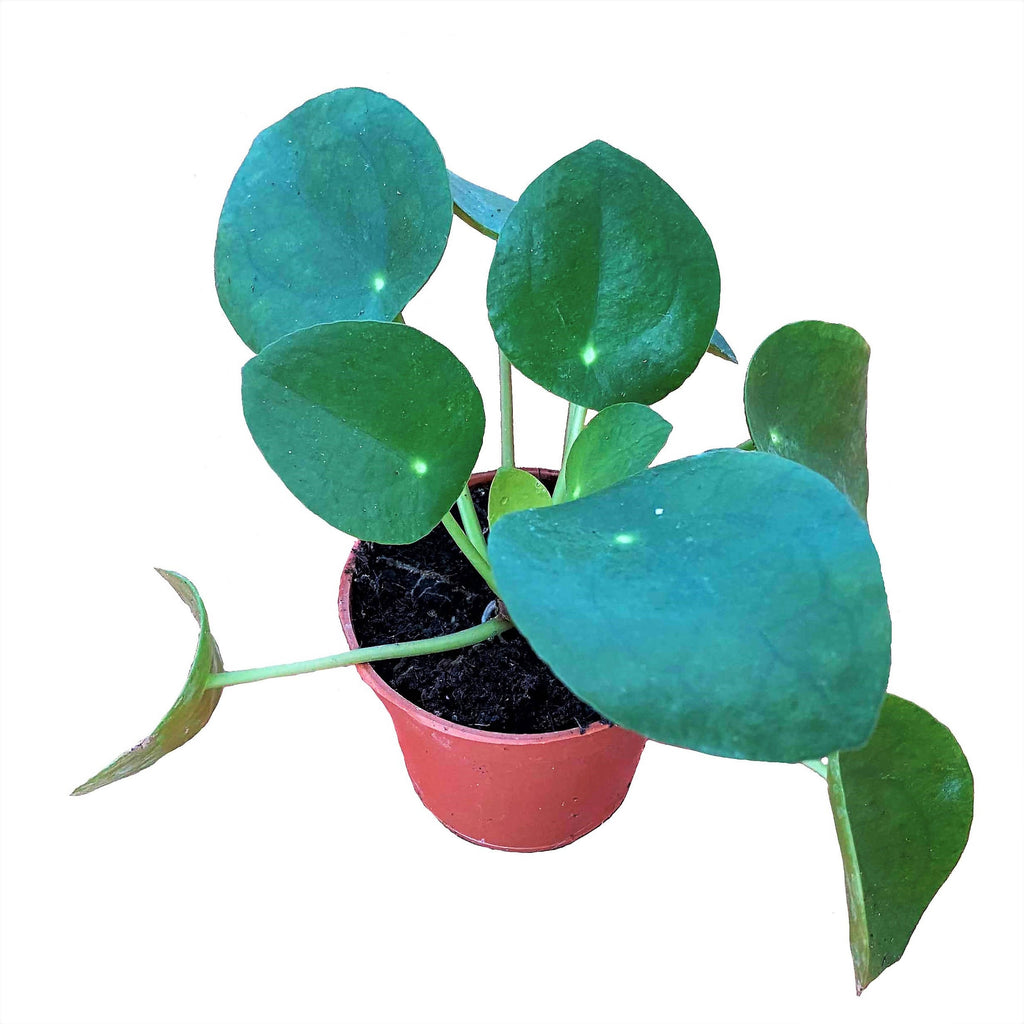 Pilea peperomoides, Chinese Money Plant (0.1m)