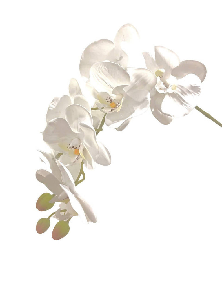 Artificial Phalaenopsis Orchid Arrangement with Curly Fern (0.65m)