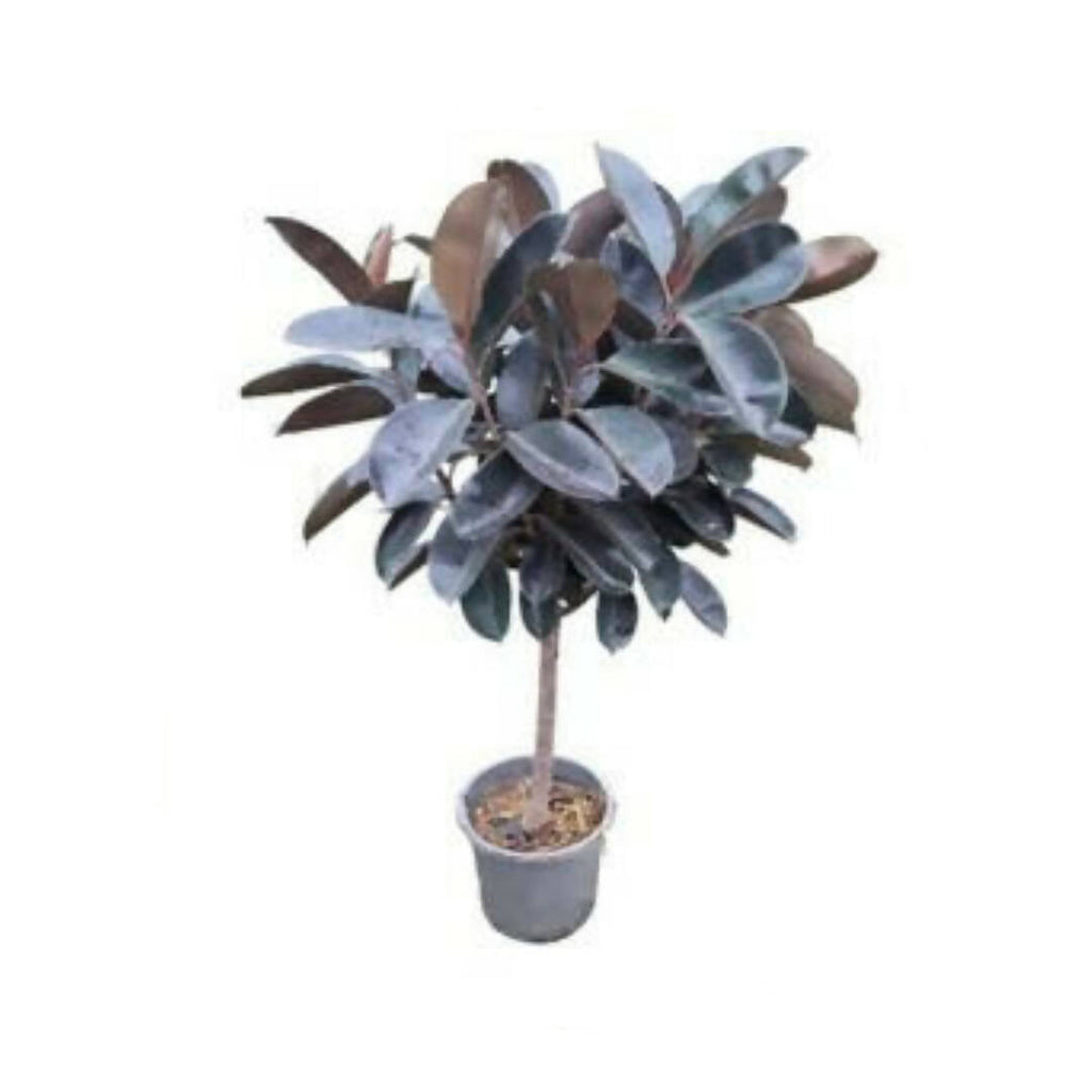 Ficus elastica 'Burgundy' (1.3-1.4m)