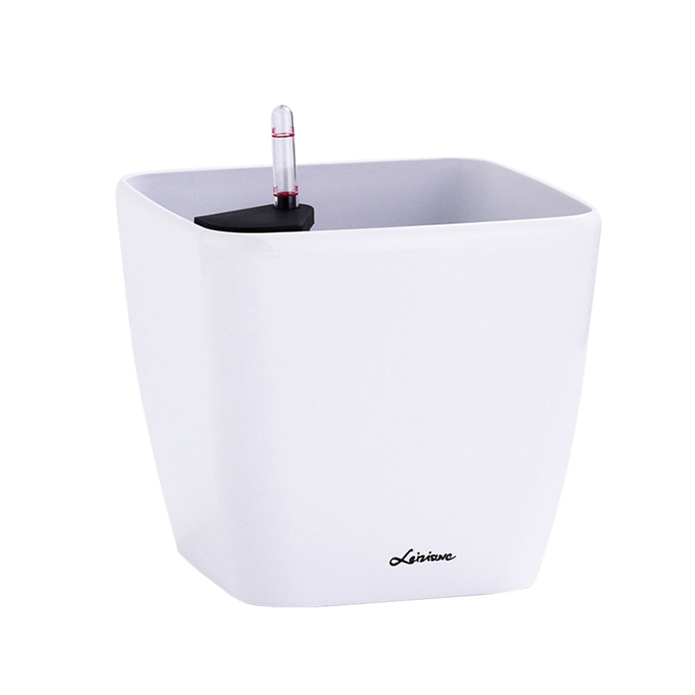 Money Plant in White Dumpy Square 45cm (1.8m)