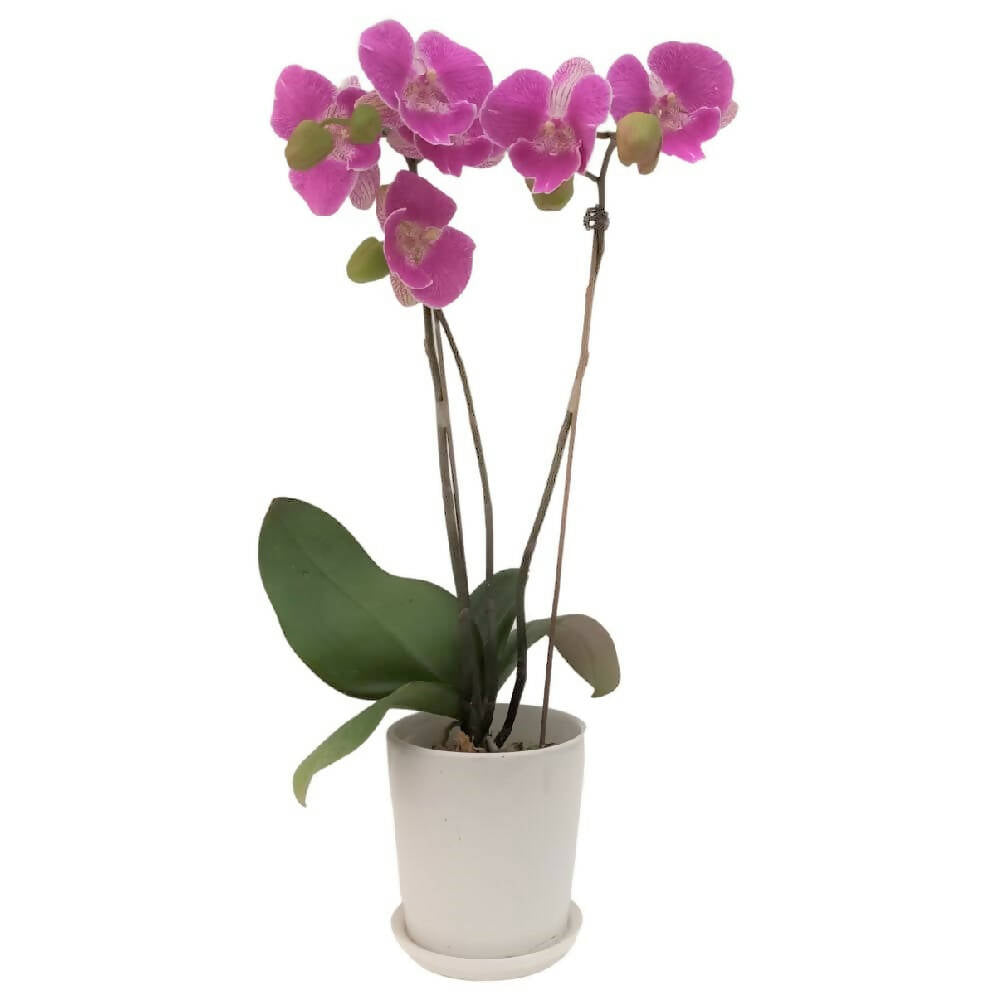 1 Mini Phalaenopsis in Pot