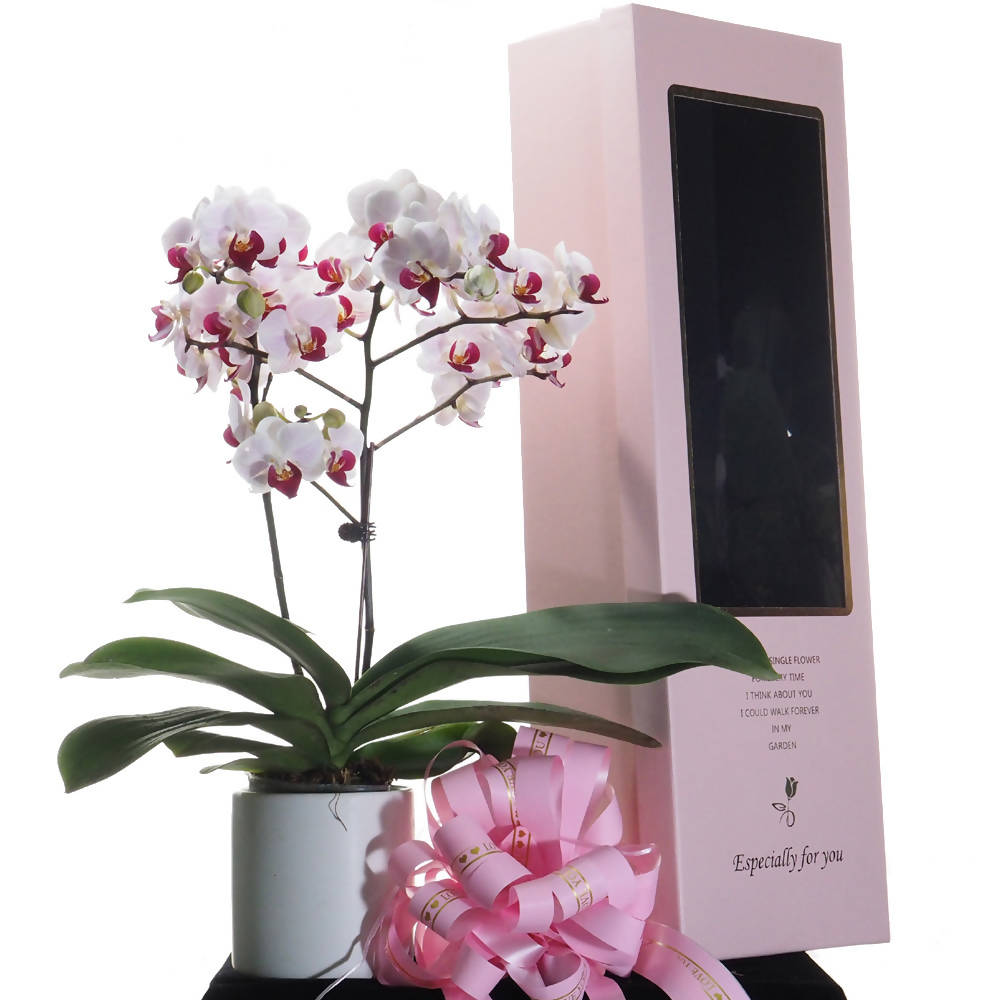 Phalaenopsis Gift Box C