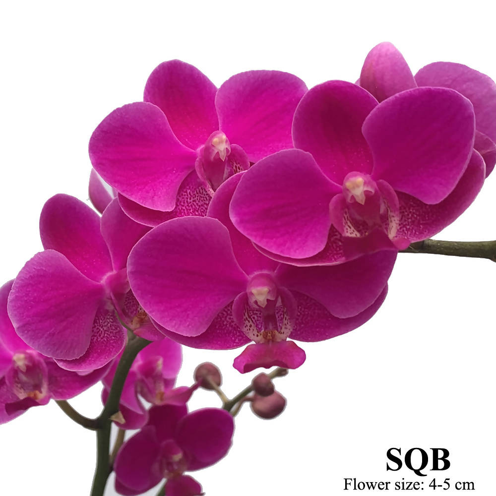Phalaenopsis Queen Beer (0.5m)