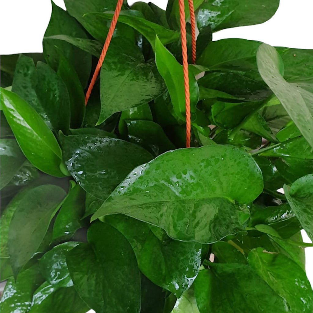 Epipremnum aureum, Money Plant (Hanging) (0.2m)