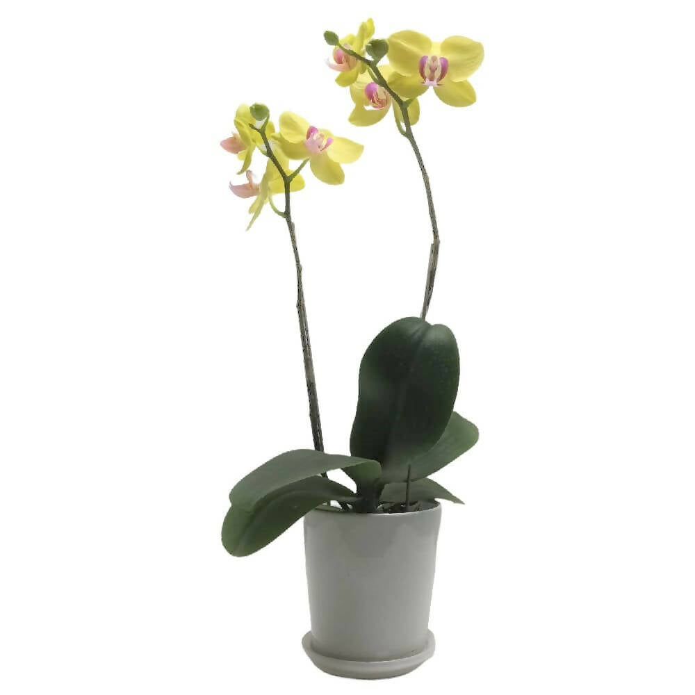 1 Mini Phalaenopsis in Pot