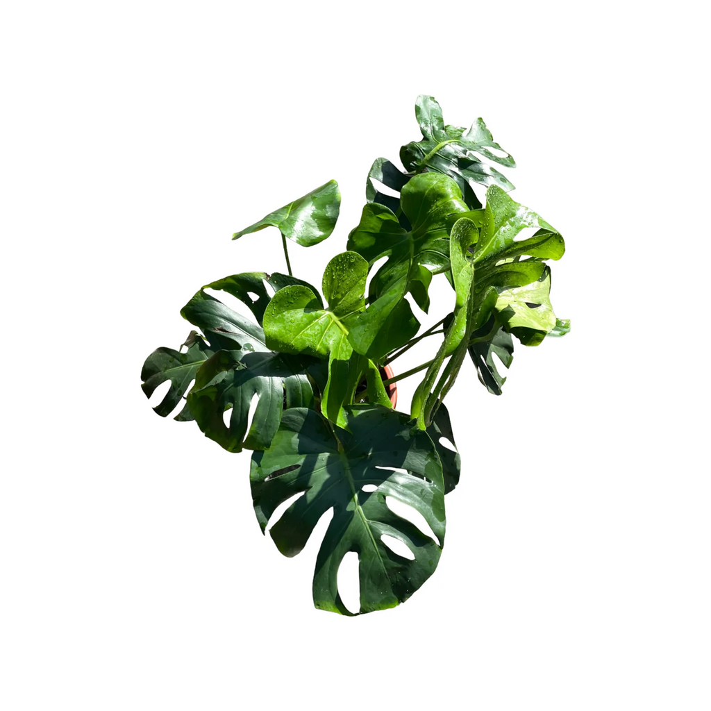 Monstera Deliciosa in White Brussels Round 30cm (0.6m)