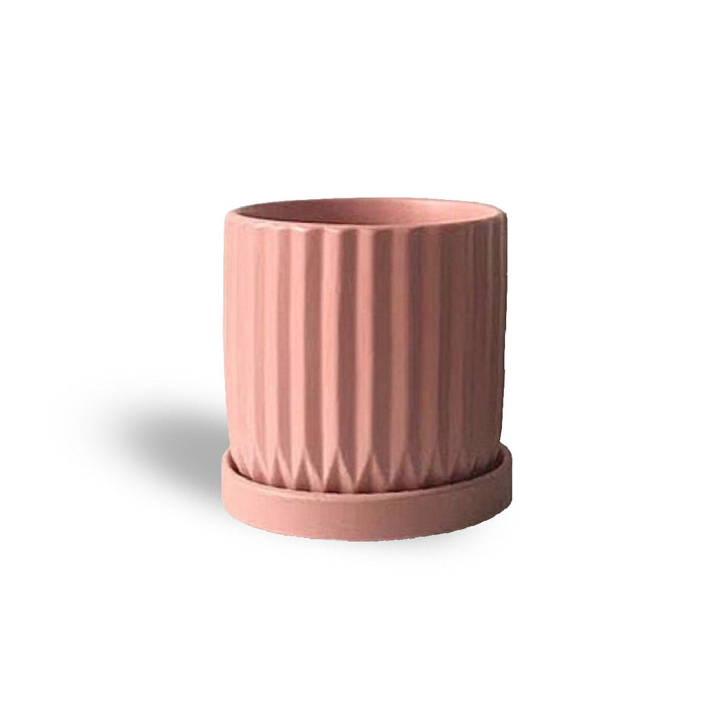 Ficus lyrata in Pink Mini Round Matt Pot