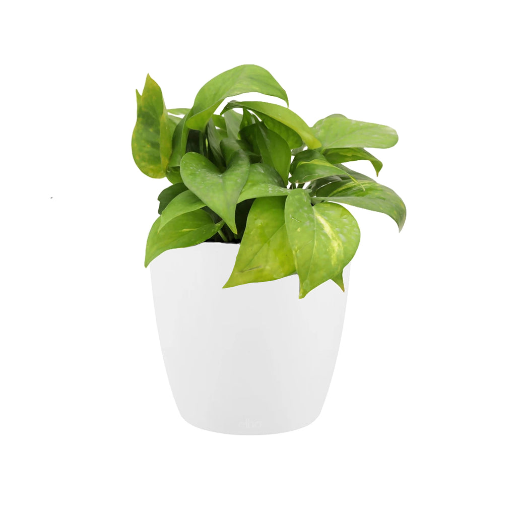 Money plant in White Brussels Round 14cm (0.15m)