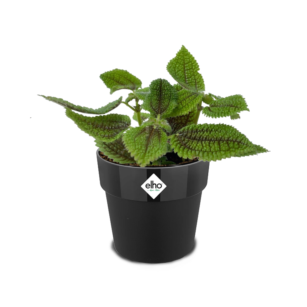 Moon Valley Pilea in Living Black B. for Original Round 18cm (0.25m)