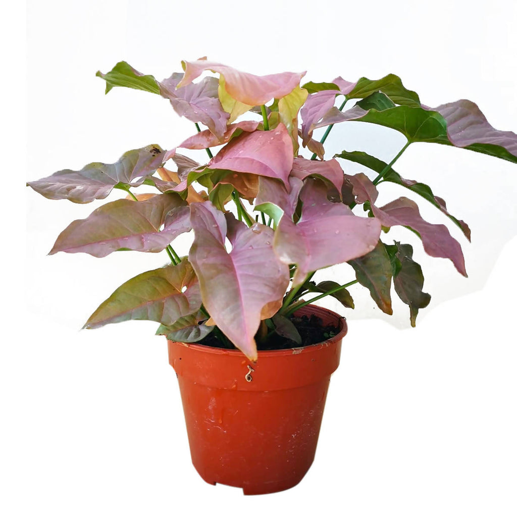 Syngonium podophyllum 'Pink', Pink Syngonium (0.25mH)