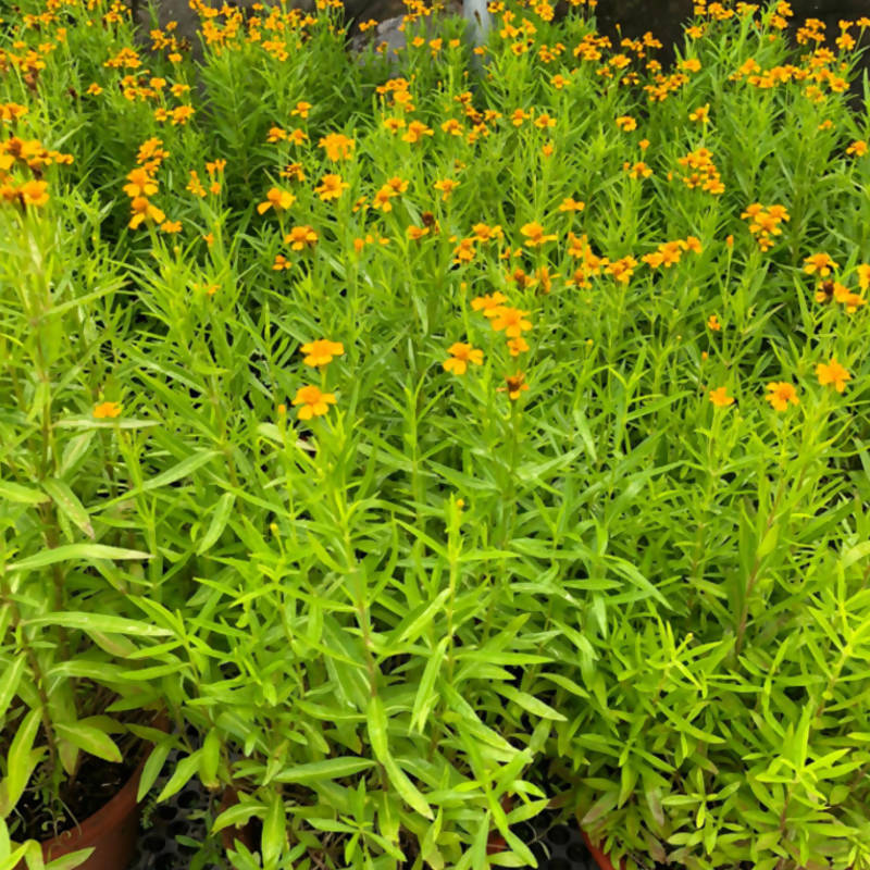 Artemisia dracunculus, Tarragon (0.45m)