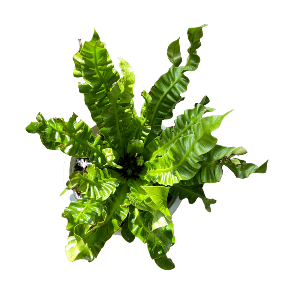 Asplenium Nidus 'Crispy Wave', Pleated Bird's Nest Fern (0.3m)