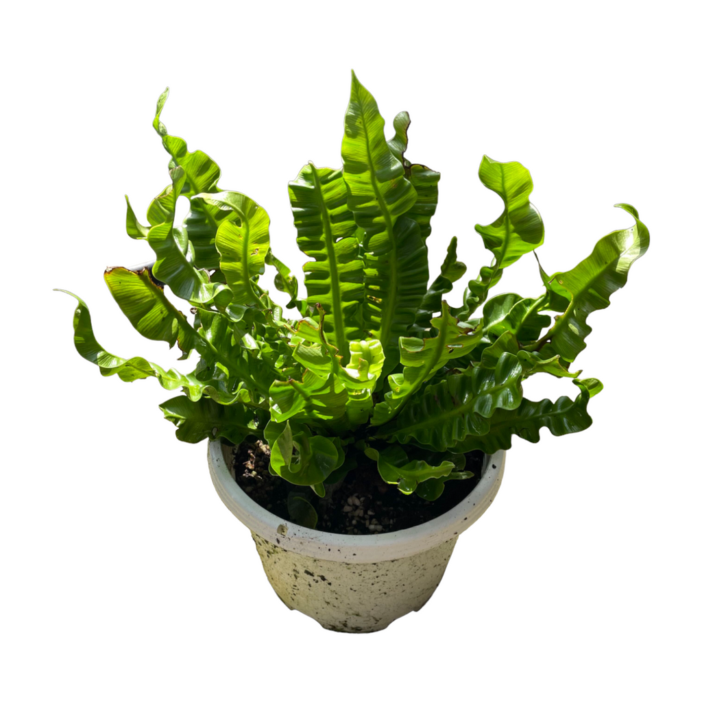 Asplenium Nidus 'Crispy Wave', Pleated Bird's Nest Fern (0.3m)