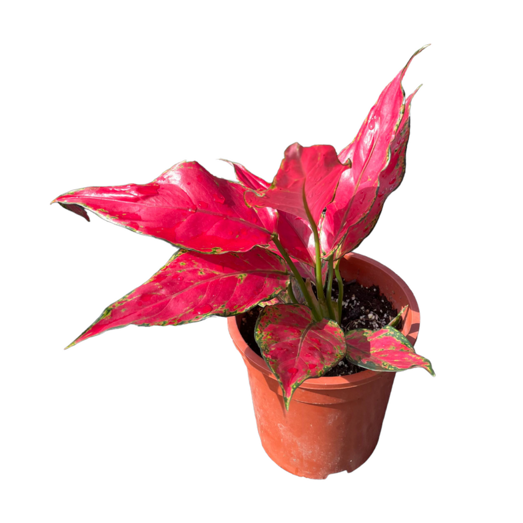 Aglaonema Red (0.2m)