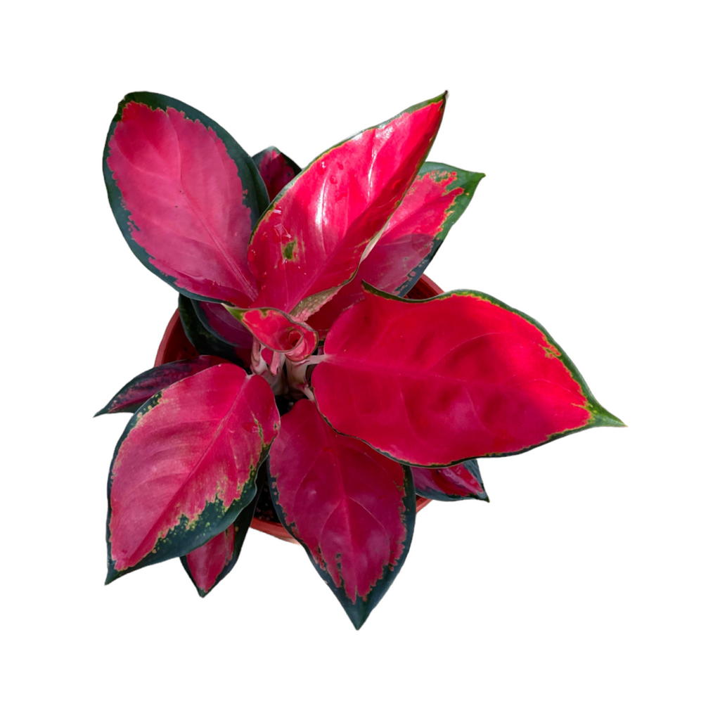 Aglaonema 'Super Red' (0.2m)