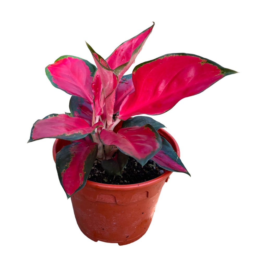 Aglaonema 'Super Red' (0.2m)