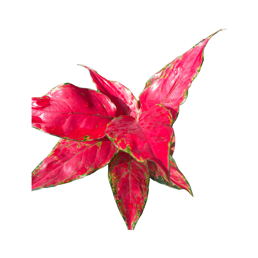 Aglaonema Red (0.2m)