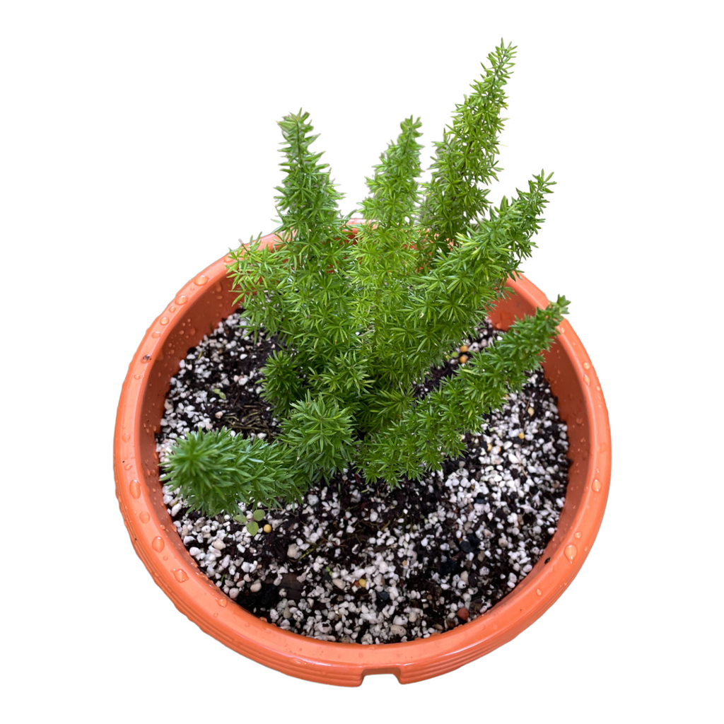 Asparagus densiflorus 'Myersii', Foxtail fern (0.35m)