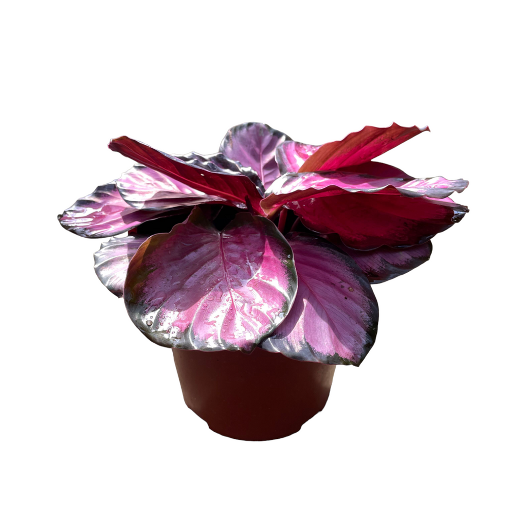 Calathea Picturata 'Crimson' (0.2m)