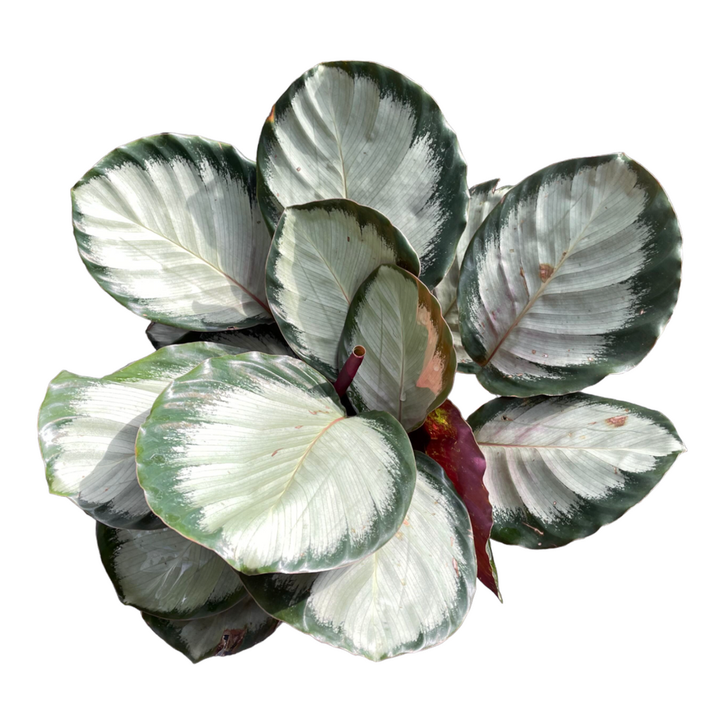 Calathea roseopicta ‘Corona’ (0.30m)