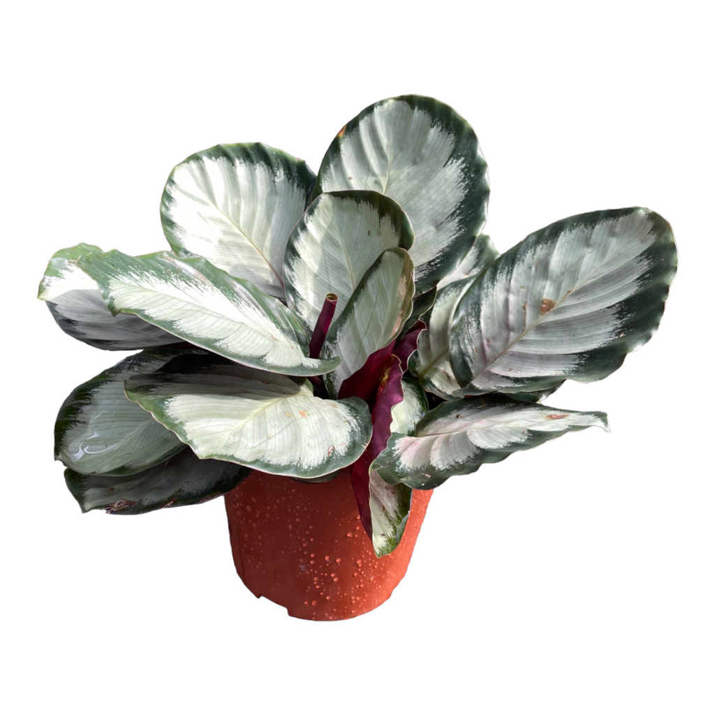 Calathea roseopicta ‘Corona’ (0.30m)