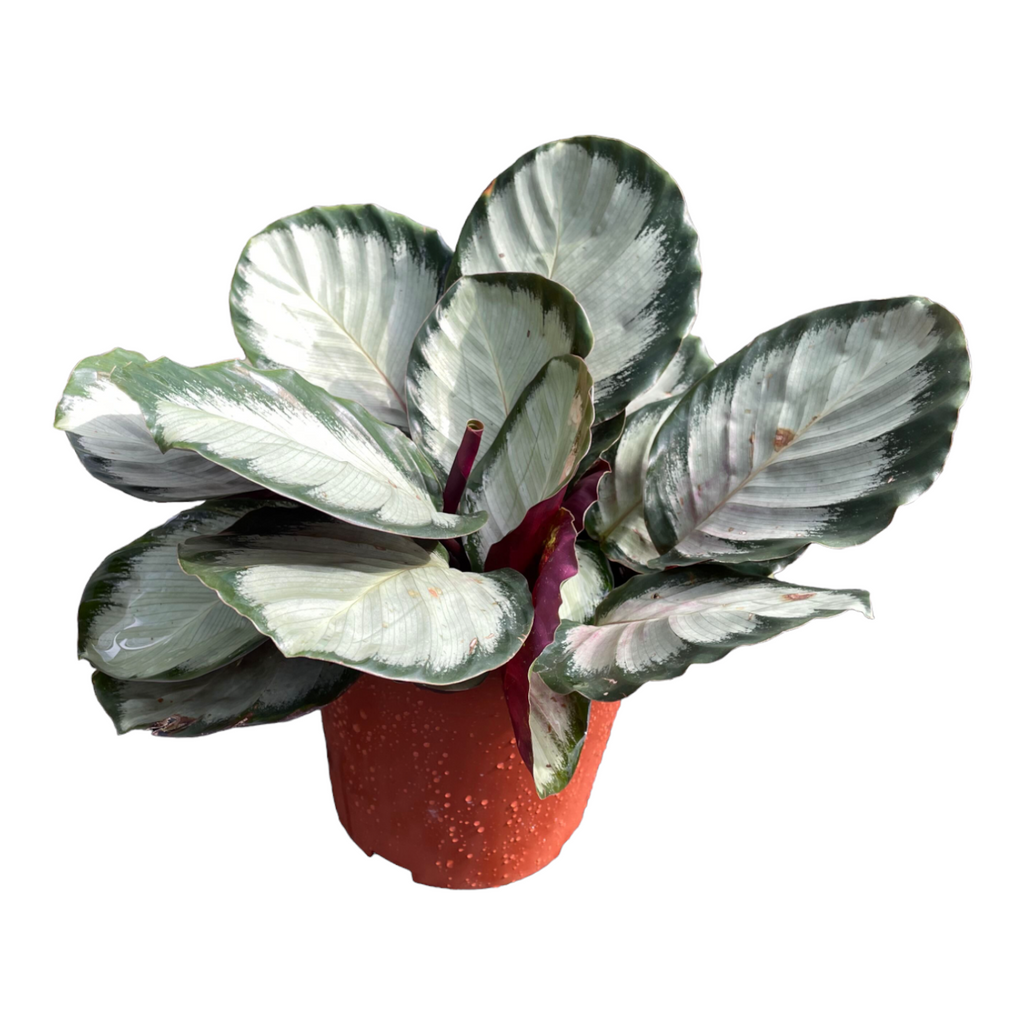 Calathea roseopicta ‘Corona’ (0.25m)