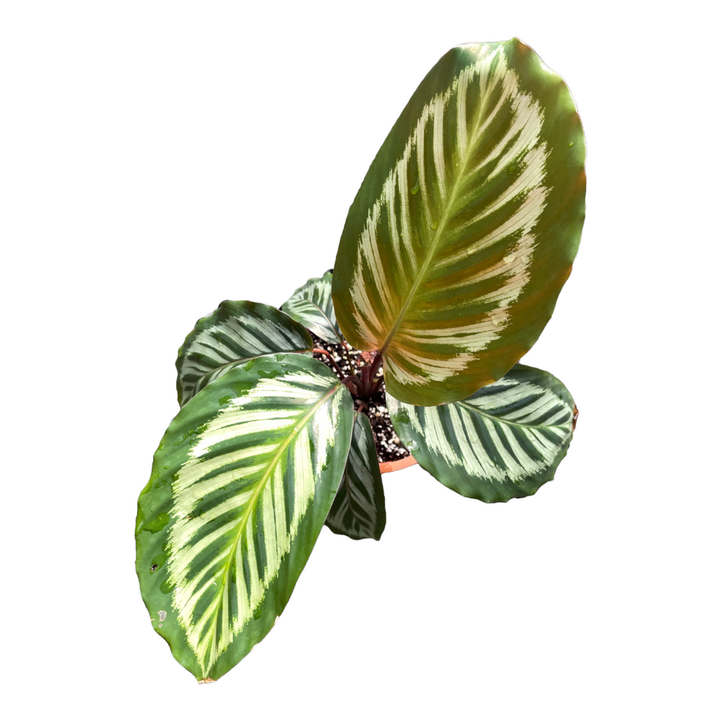 Calathea Cora (0.4m)