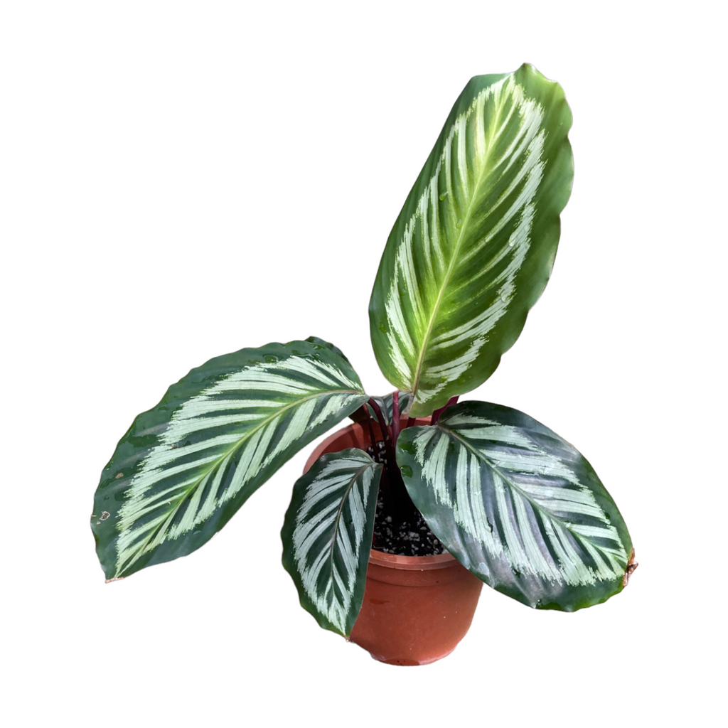 Calathea Cora (0.4m)